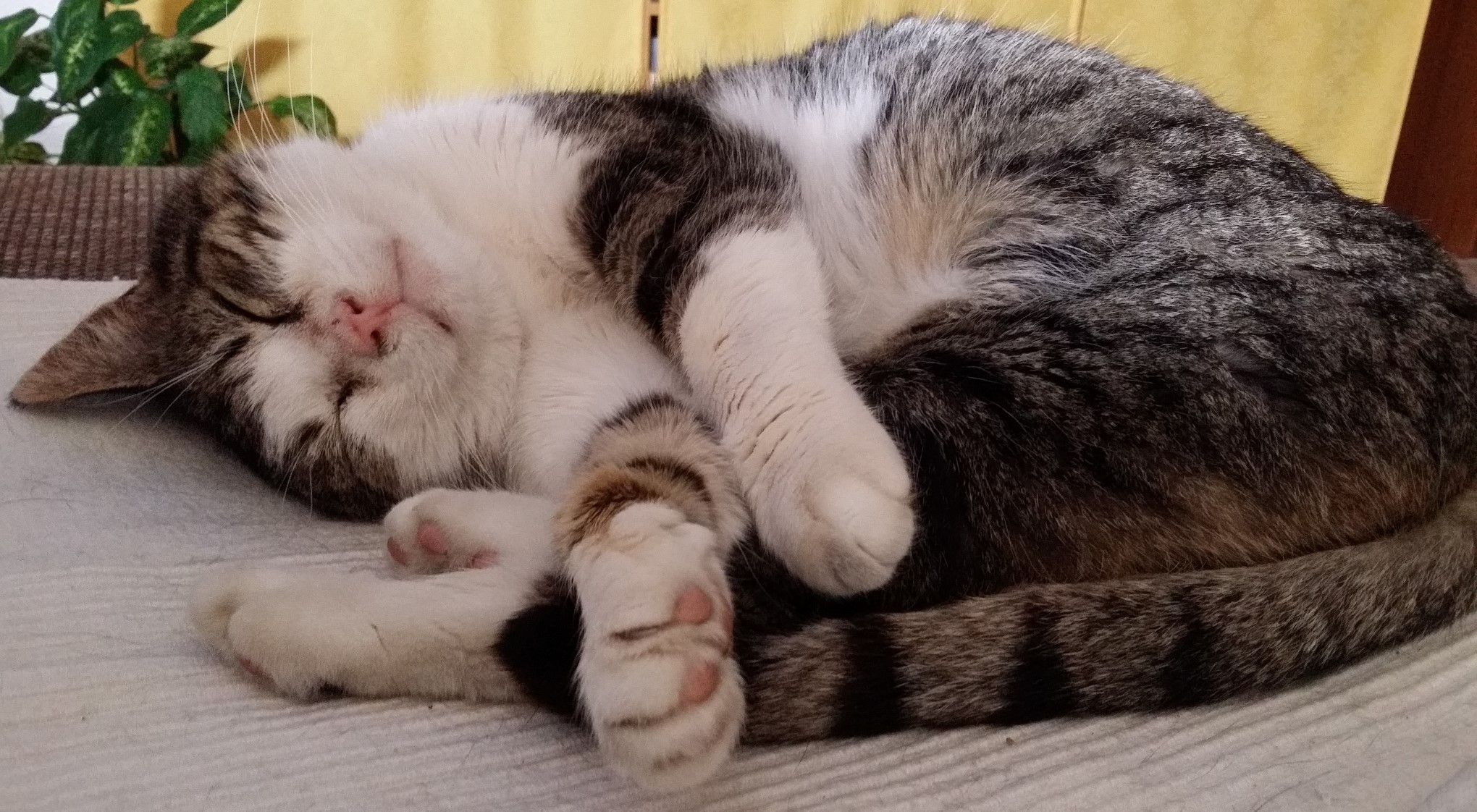 Katzen auf dem Hinterkopf